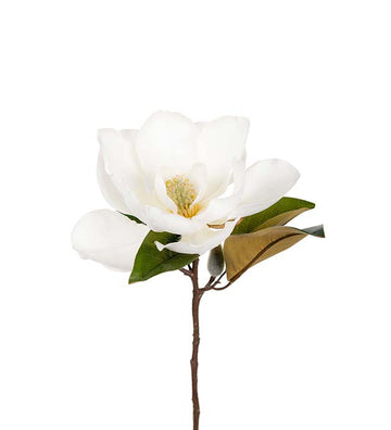 Magnolia 50 cm