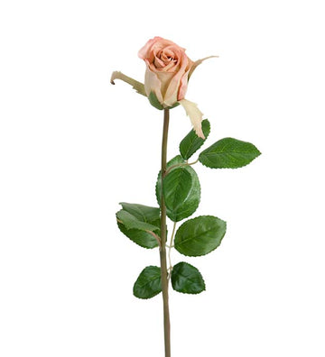 Ruusu 50 cm