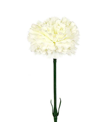 Neilikka 55 cm luonnonvalkoinen