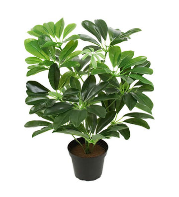 Aralia