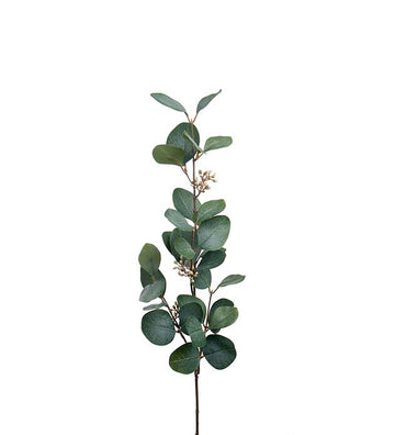 Mr Plant Eugalyptus tekokasvi 90 cm