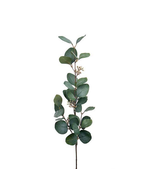 Mr Plant Eugalyptus tekokasvi 90 cm