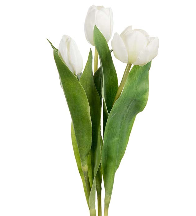Tulppaani 36 cm luonnonvalkoinen