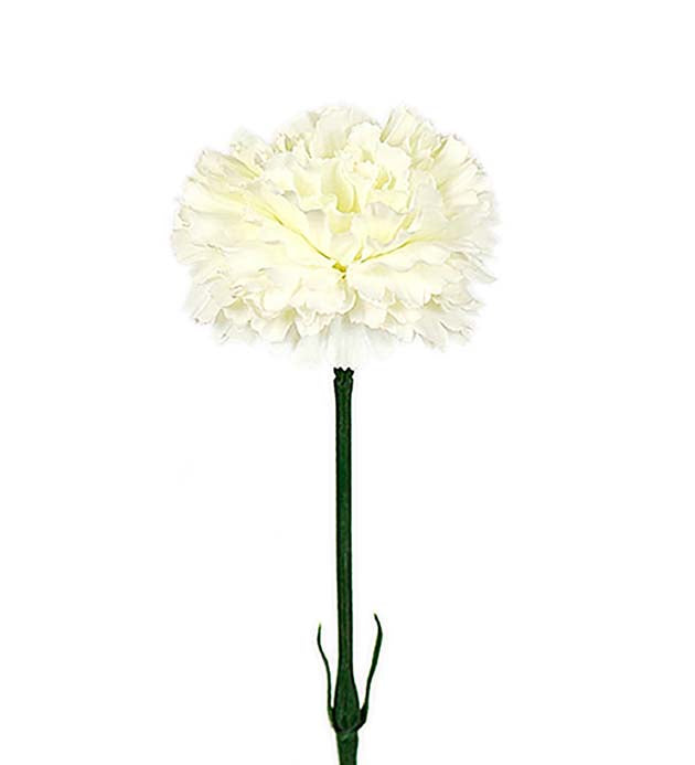 Neilikka 55 cm luonnonvalkoinen