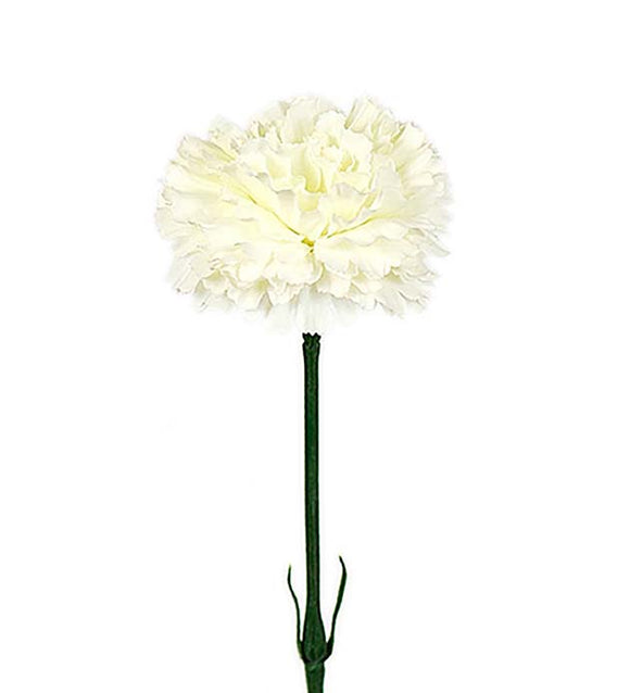 Neilikka 55 cm luonnonvalkoinen
