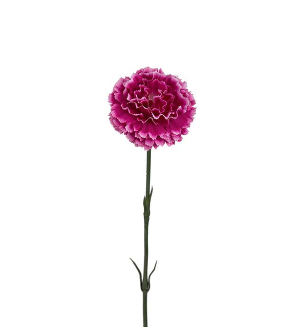Neilikka 55 cm pinkki