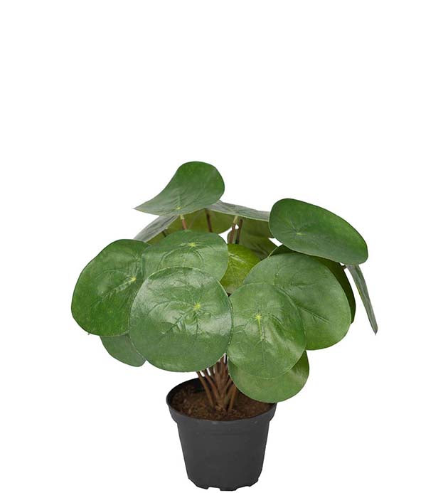 Elefantinkorva
