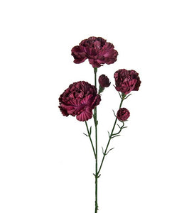 Neilikka elegance
