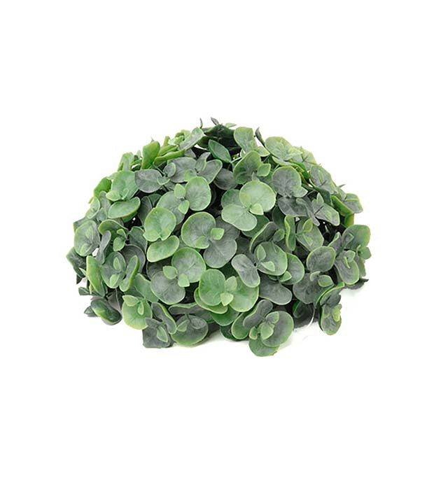 Mr Plant Eucalyptus tekokasvi 9 cm