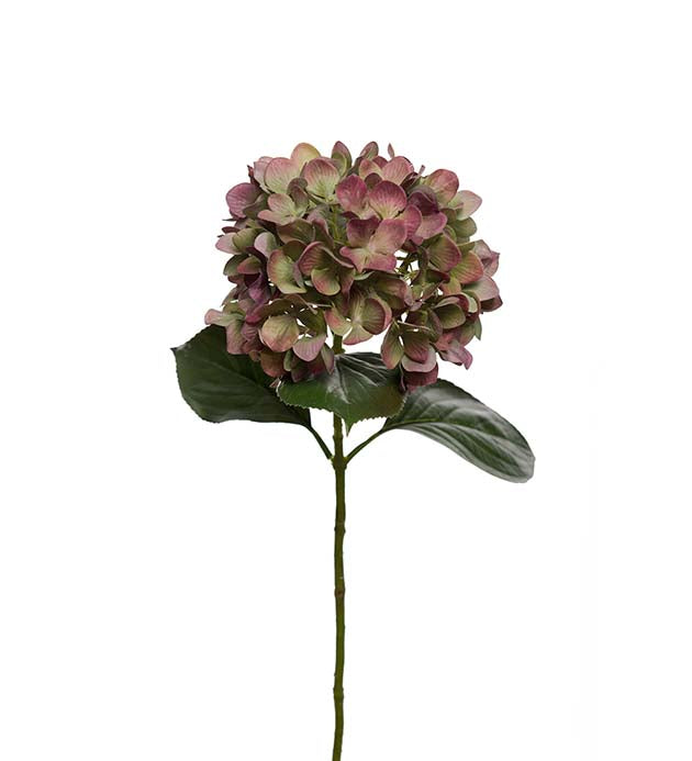 Mr Plant hortensia tekokukka 65 cm