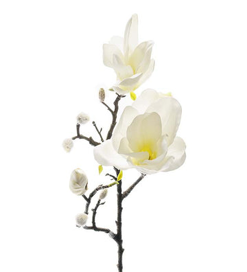 Mr Plant Magnolia tekokukka 60 cm