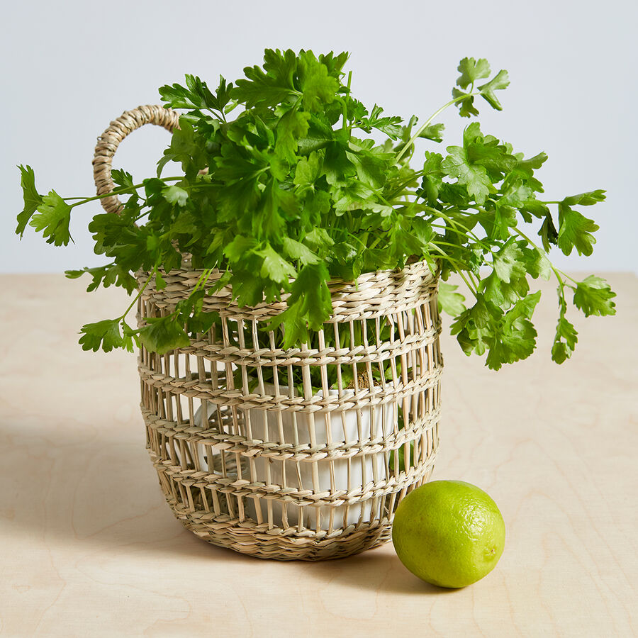 SEINÄKORI PROVENCE